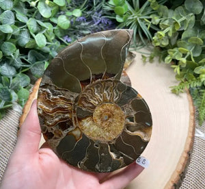 Ammonite Fossil Slice- Copper Ashes - Saratoga Botanicals, LLC