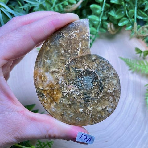 Ammonite Fossil Slice- Copper Ashes